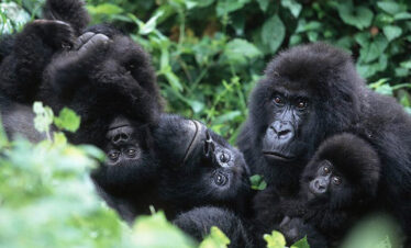 Gorillas-rwanda