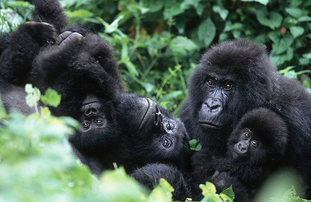 Mountain gorilla in Bwindi Forest