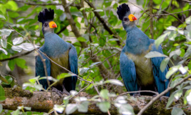 Great-Blue-Turaco-Bigodi-birding