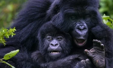 bwindi-gorillas