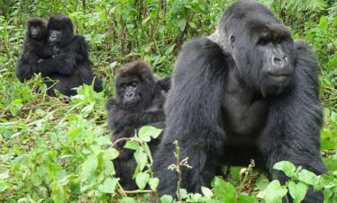bwindi-gorillas22