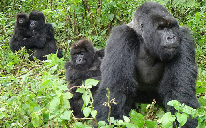 Gorilla family in Bwindi Impenetrable Forest