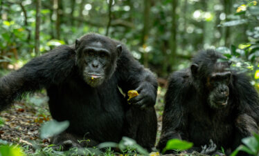 chimpanzes-kibale