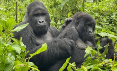 gorillas_virunga_massif1