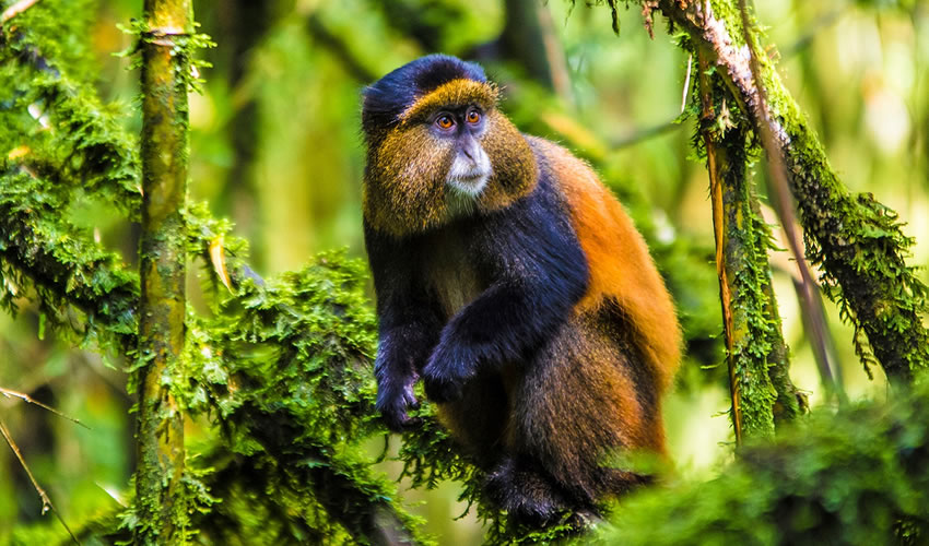Virunga Massif Region