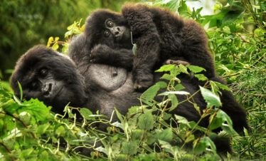 rwanda-mountain-gorillas-volcanoes-np
