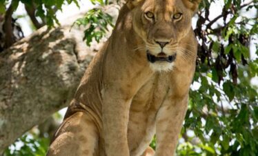 tree-climbing-lions-in-ishasha