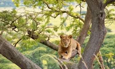 tree-climbing-lions-queen-elizabeth-national-park
